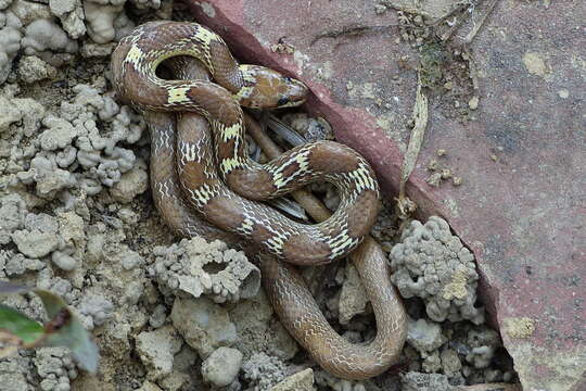 Image de Lycodon aulicus (Linnaeus 1758)