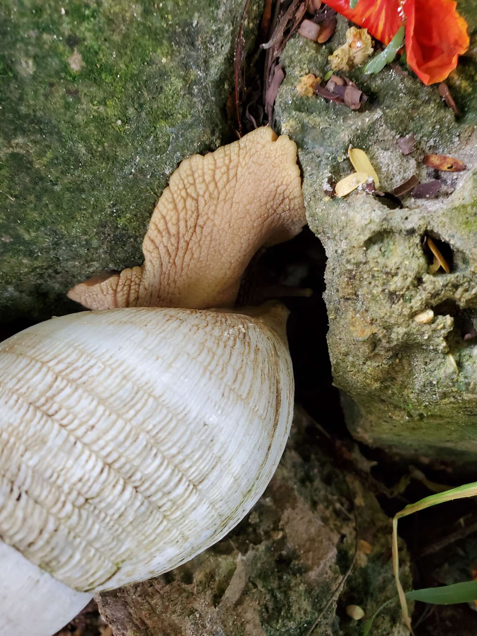 Image de Lissachatina reticulata