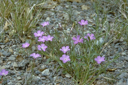 Imagem de Phlox nana Nutt.