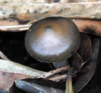 Image of Psilocybe subaeruginascens Höhn. 1914