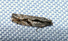 Image of Epinotia sotipena Brown 1986