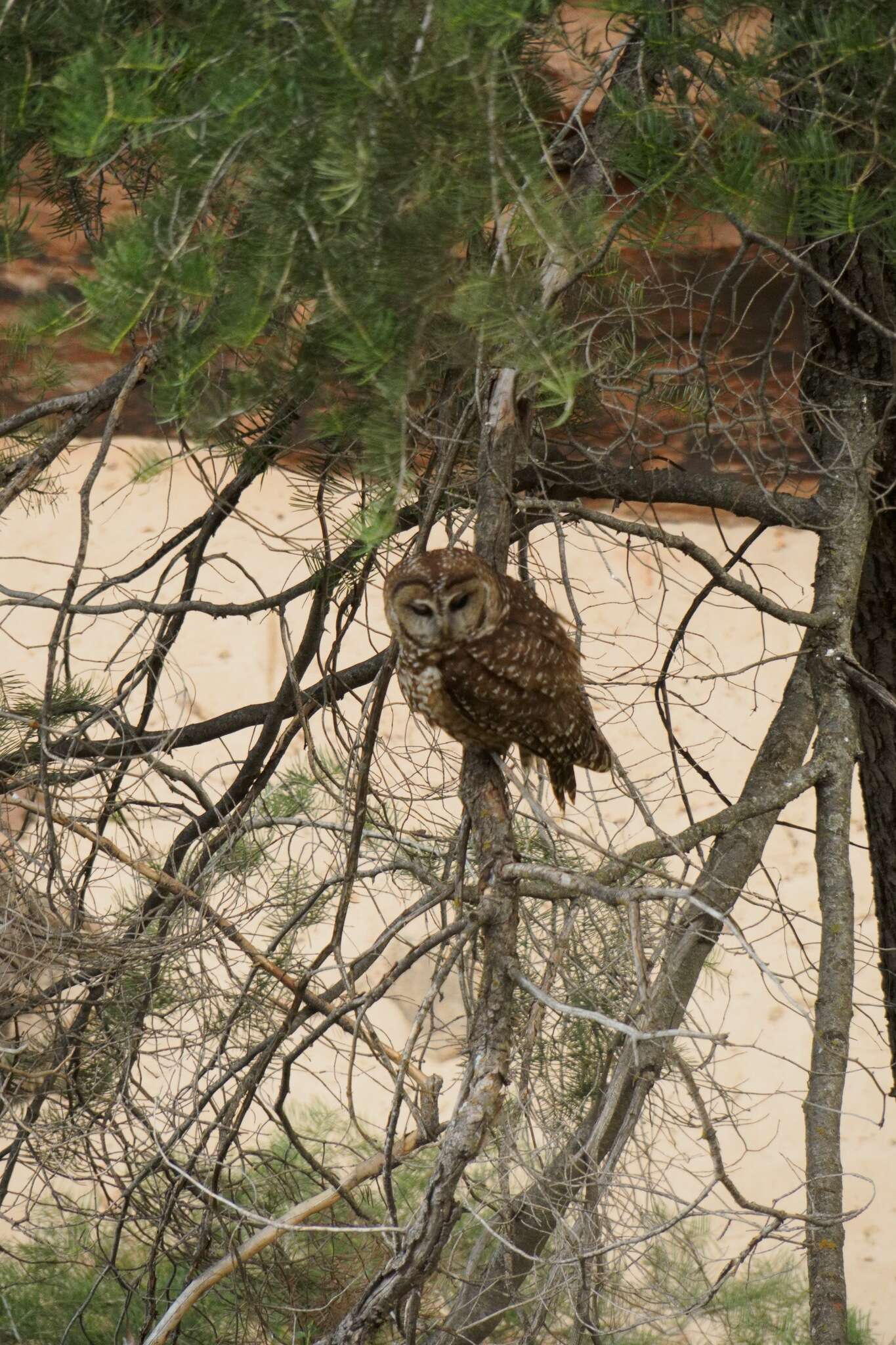 Image of Spotted Owl