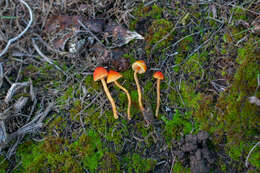 Image of Hygrocybe mucronella (Fr.) P. Karst. 1879