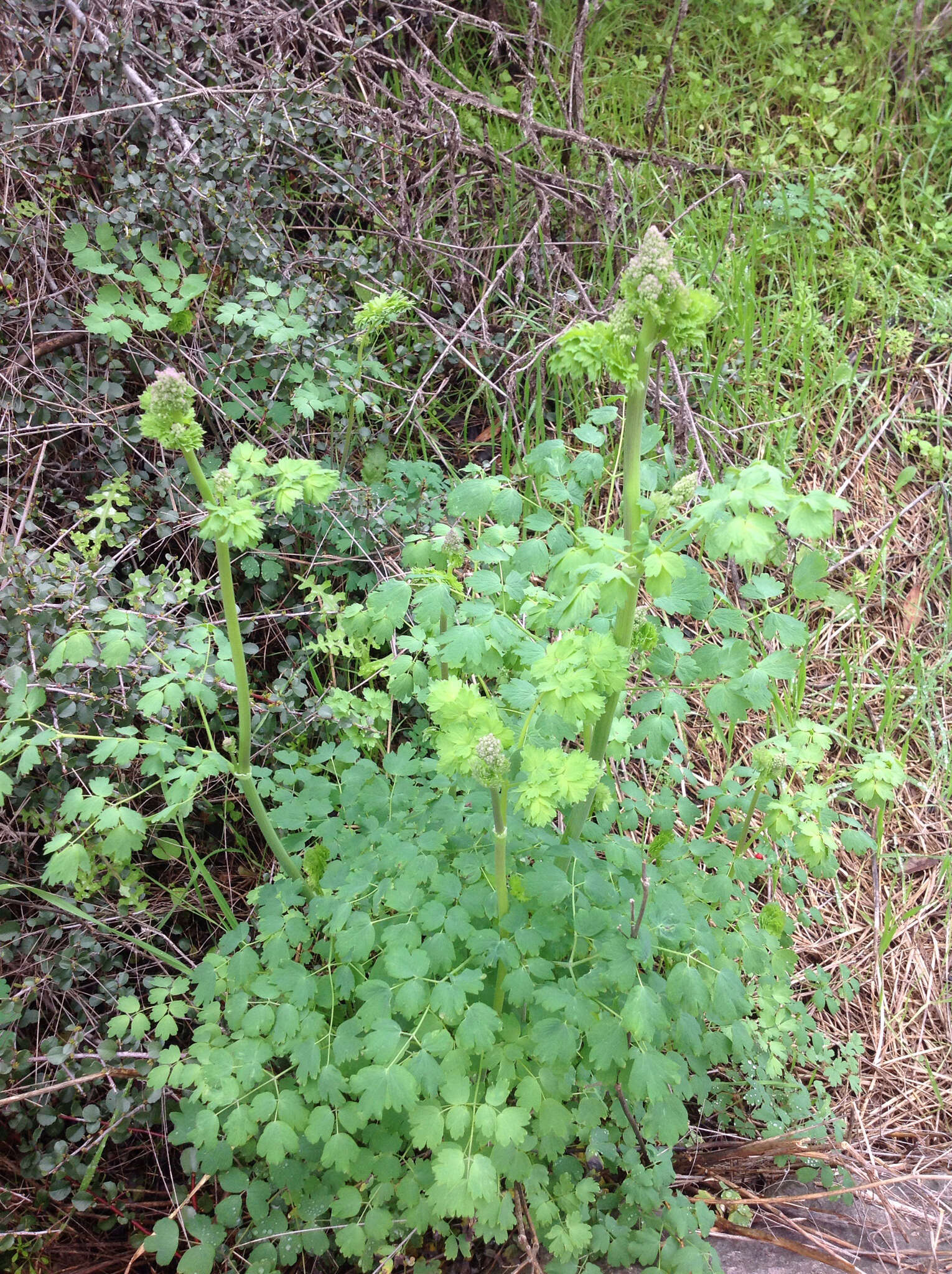 Image of Fendler's meadow-rue