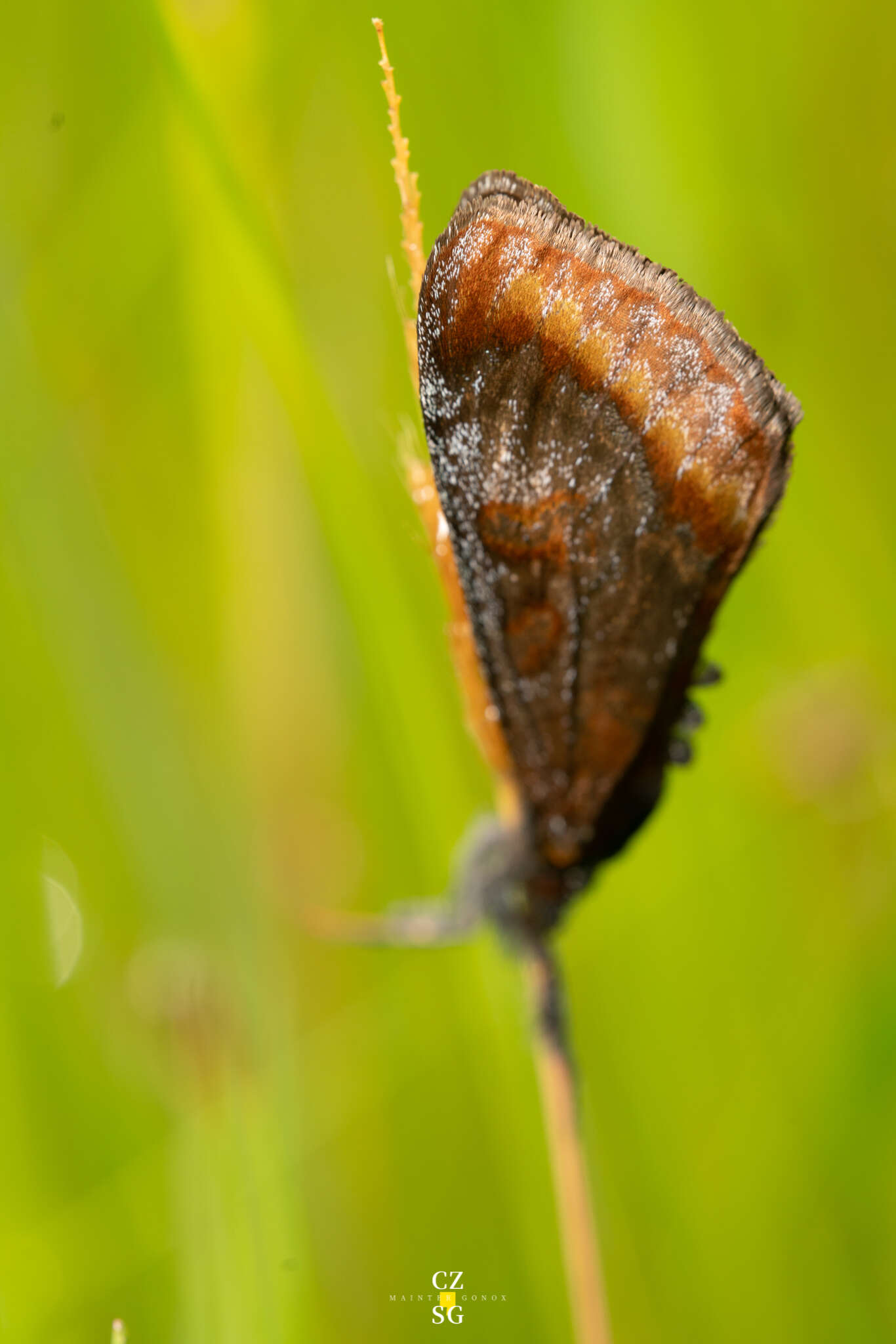 Image of Gerra radicalis Walker 1854