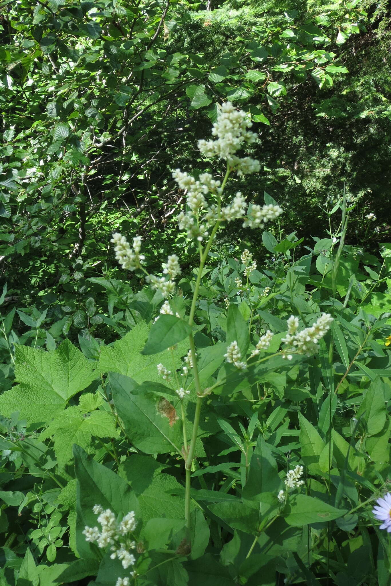 Image of Alpine Fleeceflower