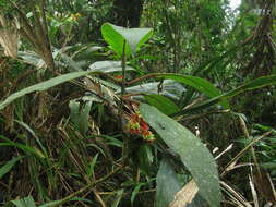 Image of Glossoloma schultzei (Mansf.) J. L. Clark