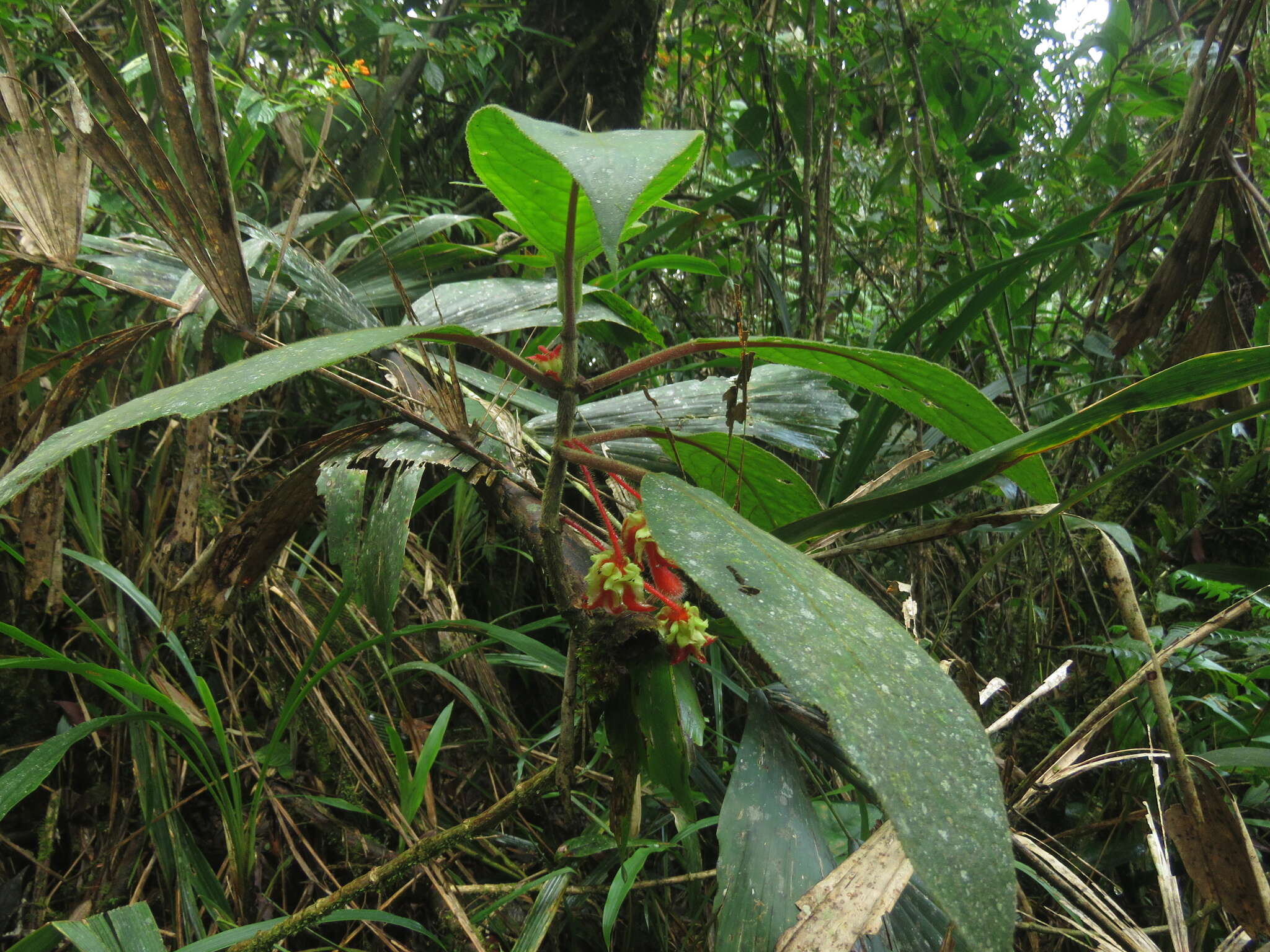 Image of Glossoloma schultzei (Mansf.) J. L. Clark