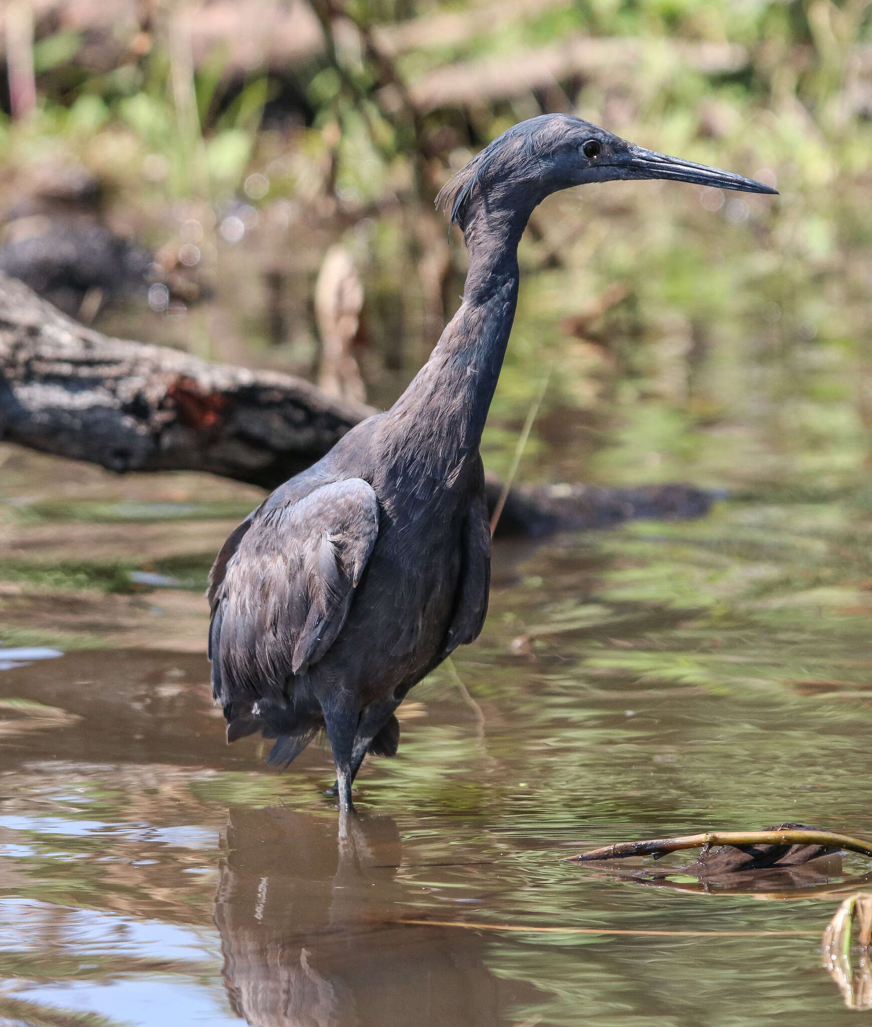 Image of Black Egret