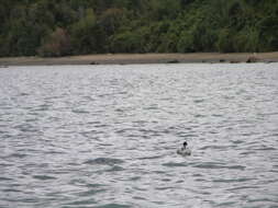 Image of Silvery Grebe