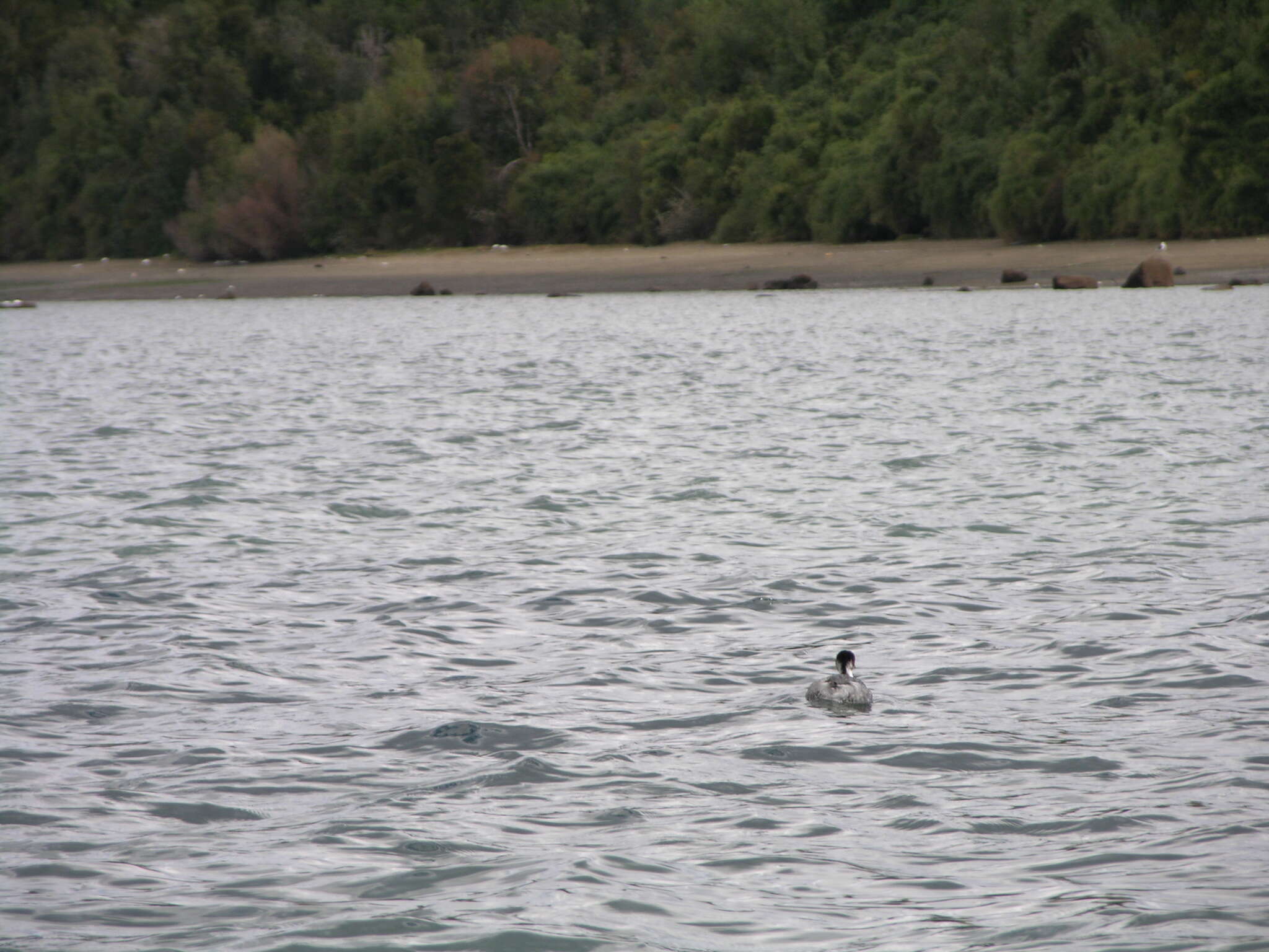 Image of Silvery Grebe