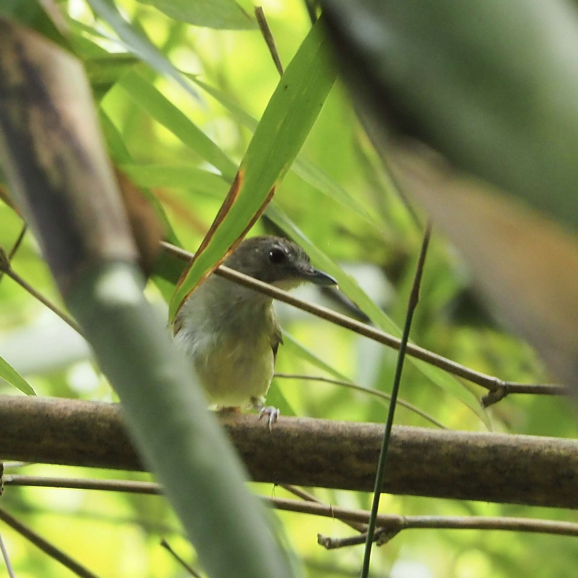 Image of Moustached Babbler