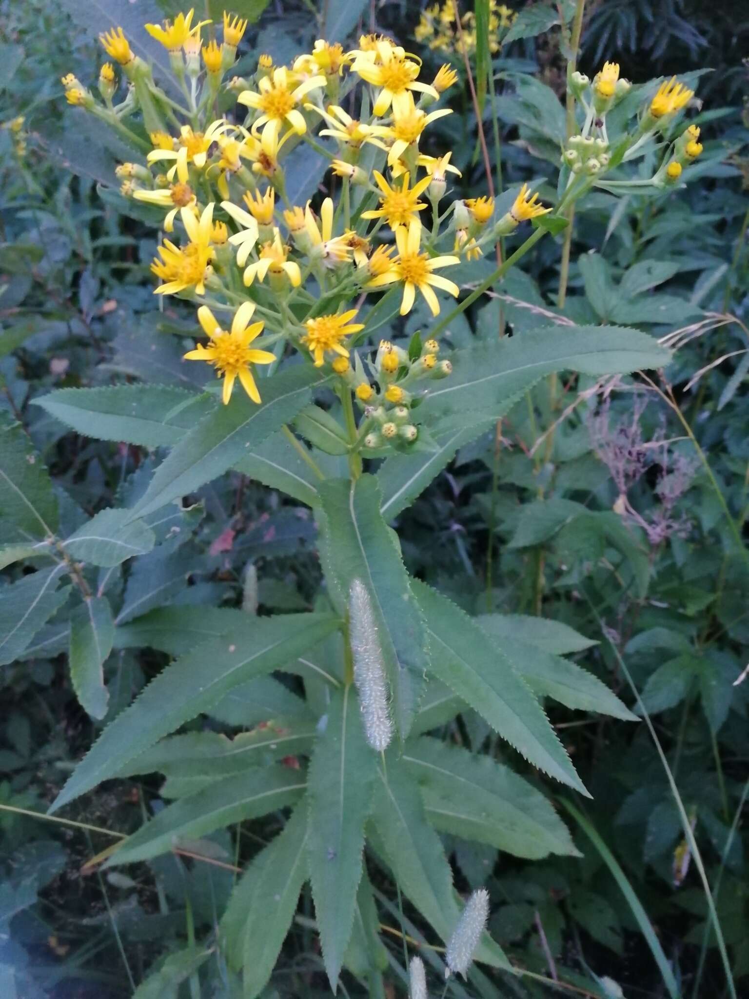 Imagem de Senecio nemorensis L.