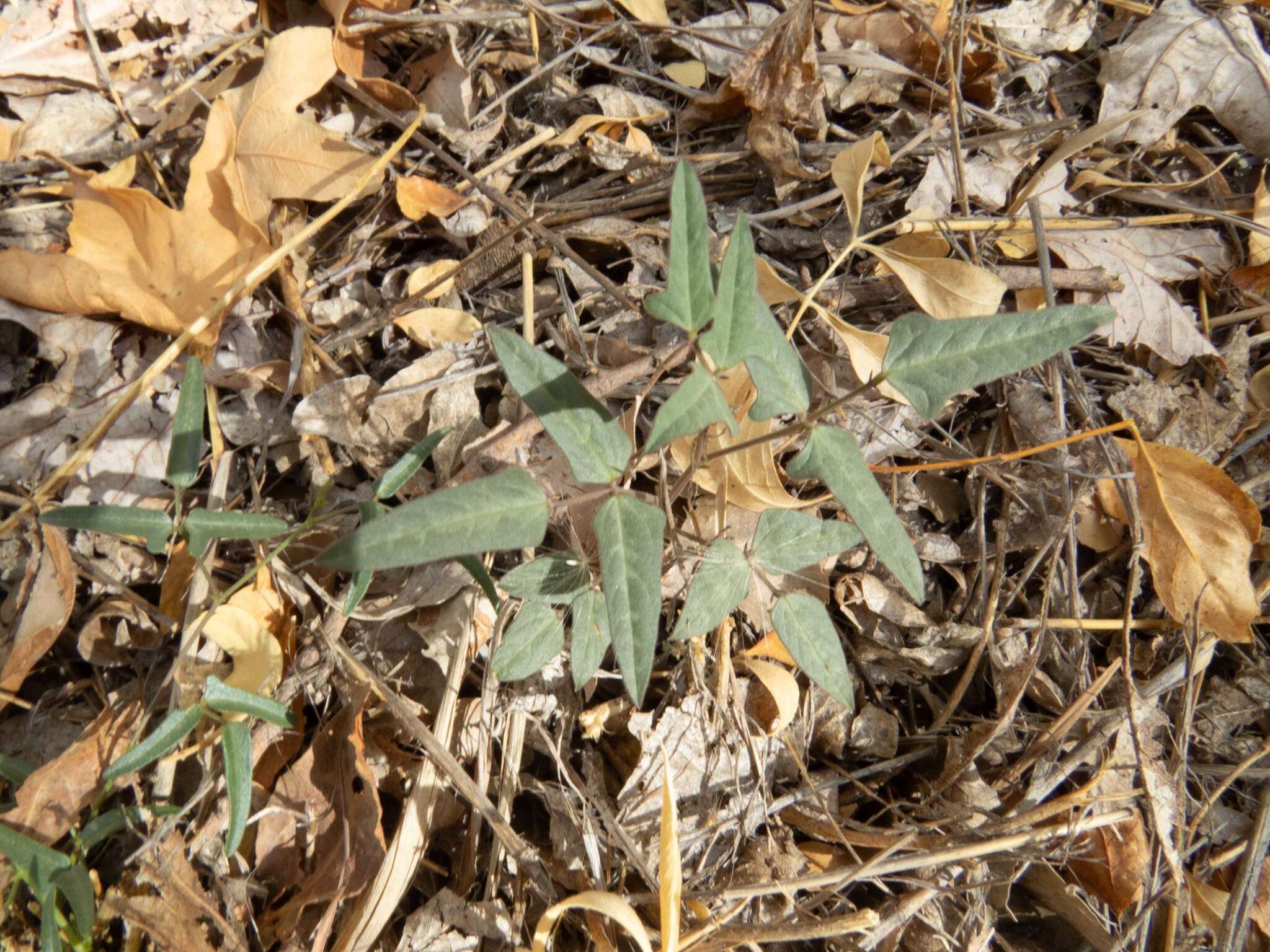 Image of slimleaf bean