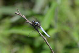 Imagem de Orthetrum japonicum (Uhler 1858)