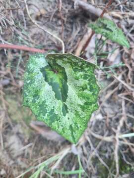 Imagem de Cyclamen cyprium Ky.