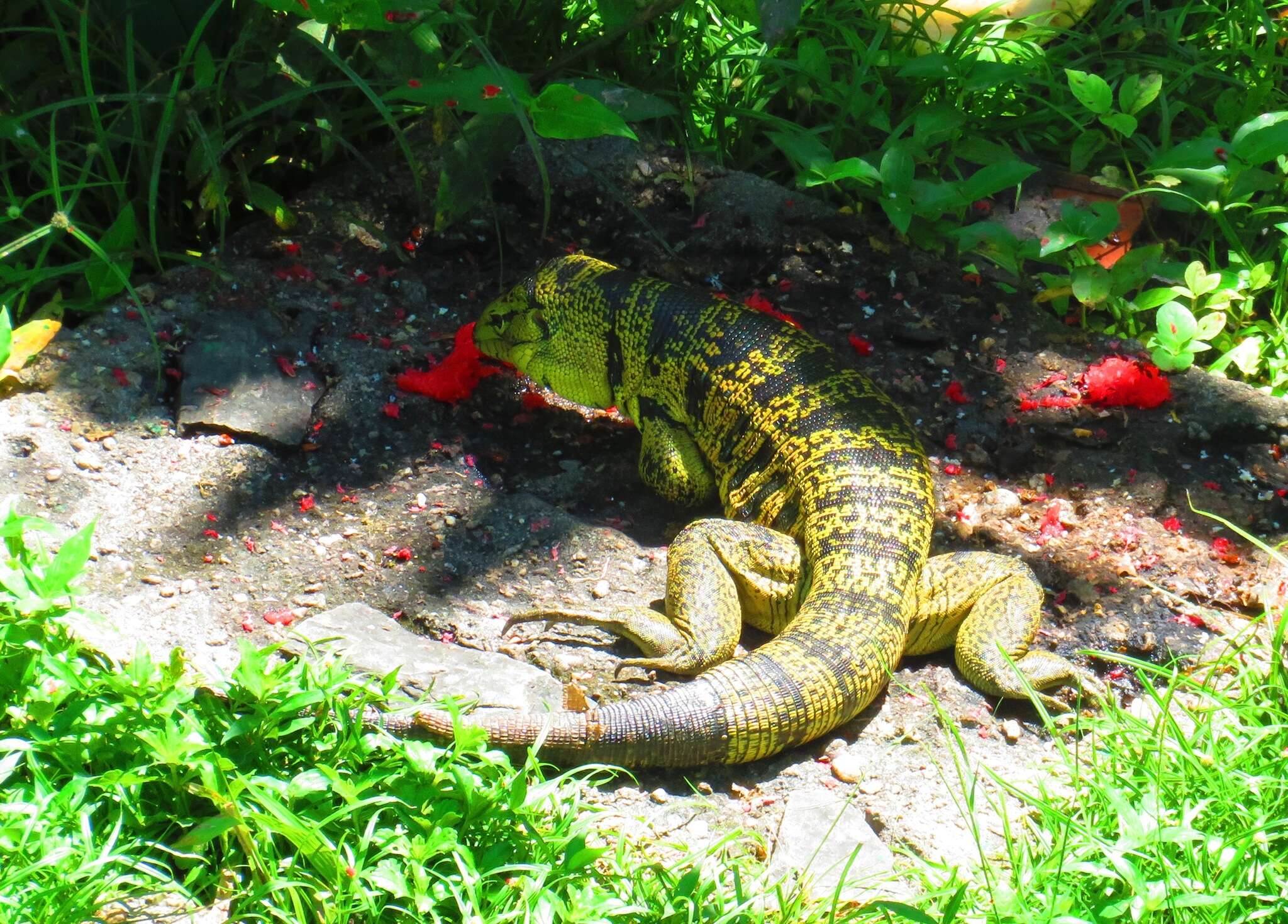 Image of Cryptic golden tegu