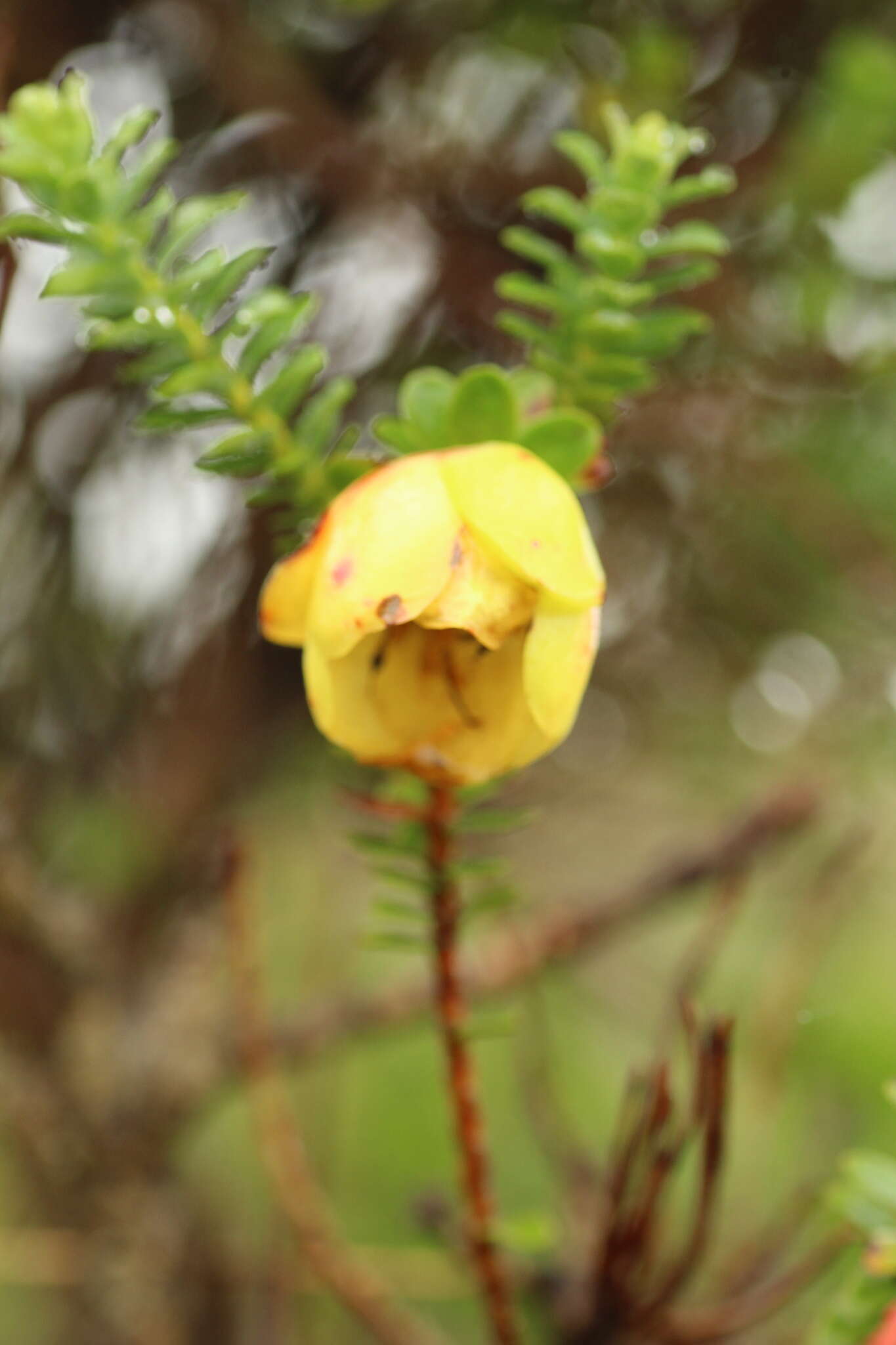 Image de Darwinia collina Gardn.