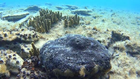 Image of black leather sponge