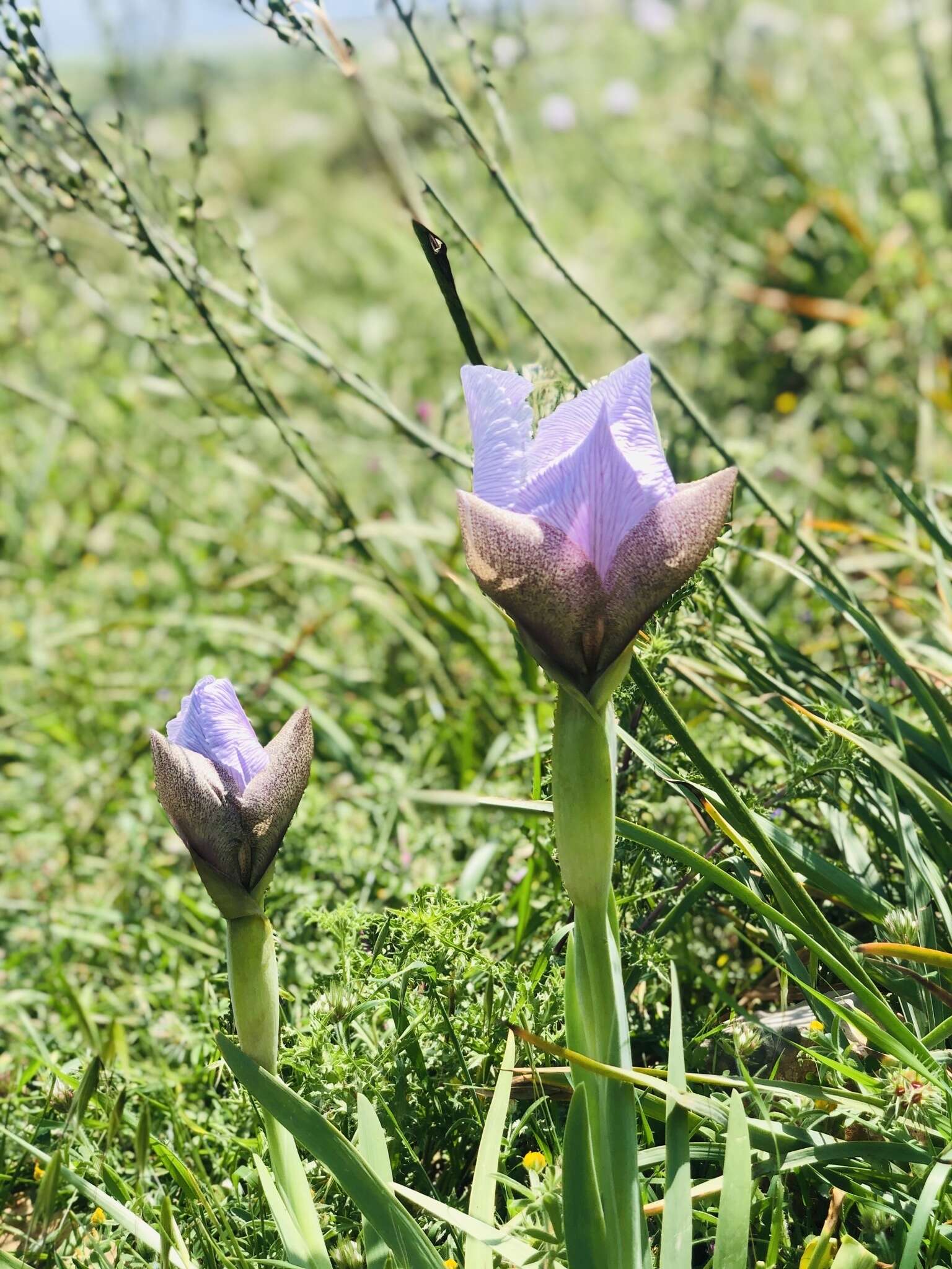 Image of Iris lortetii var. samariae (Dinsm.) Feinbrun