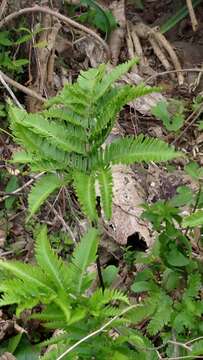 Image of Pteris minor (Hieron.) Y. S. Chao