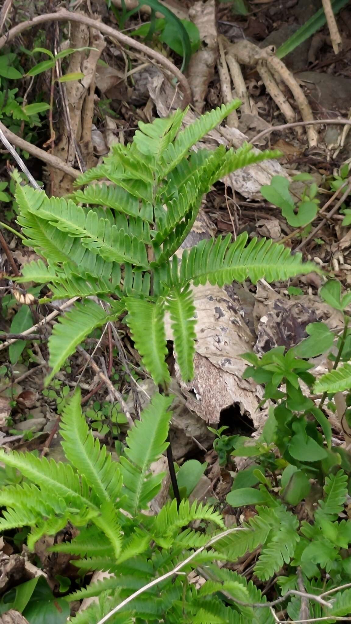 Sivun Pteris minor (Hieron.) Y. S. Chao kuva