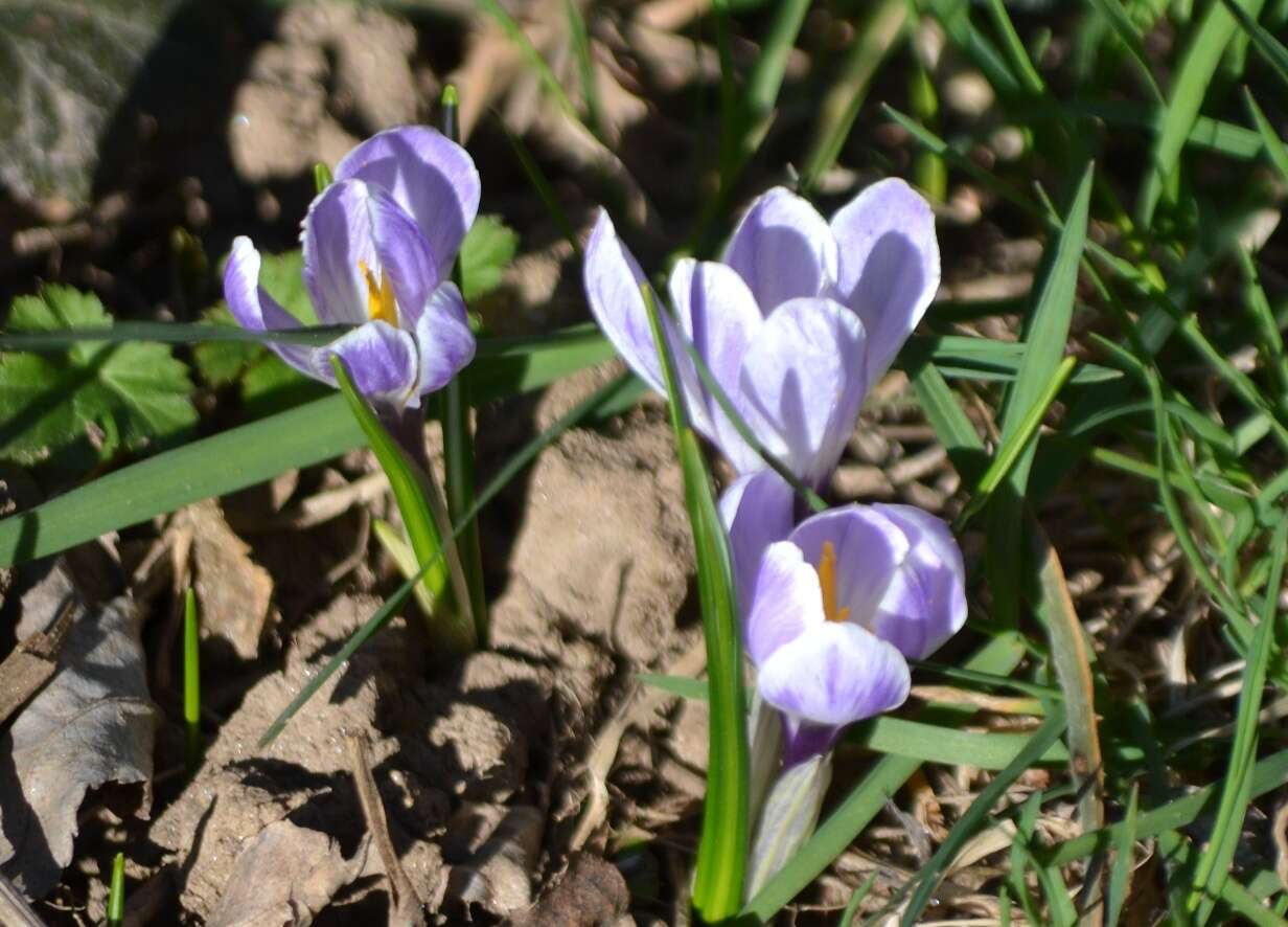 Image of dutch crocus, spring crocus