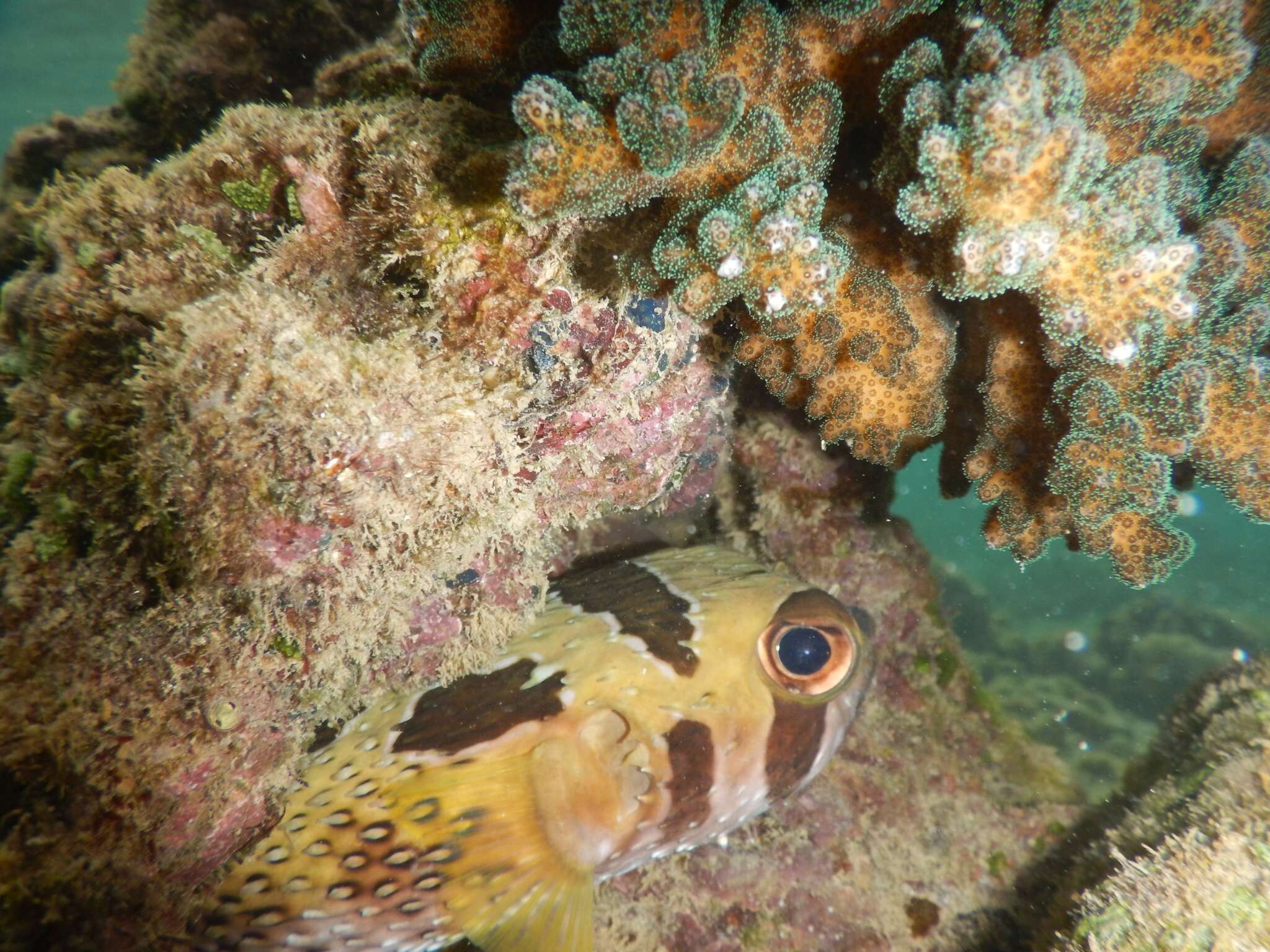 Image of Black-blotched porcupinefish