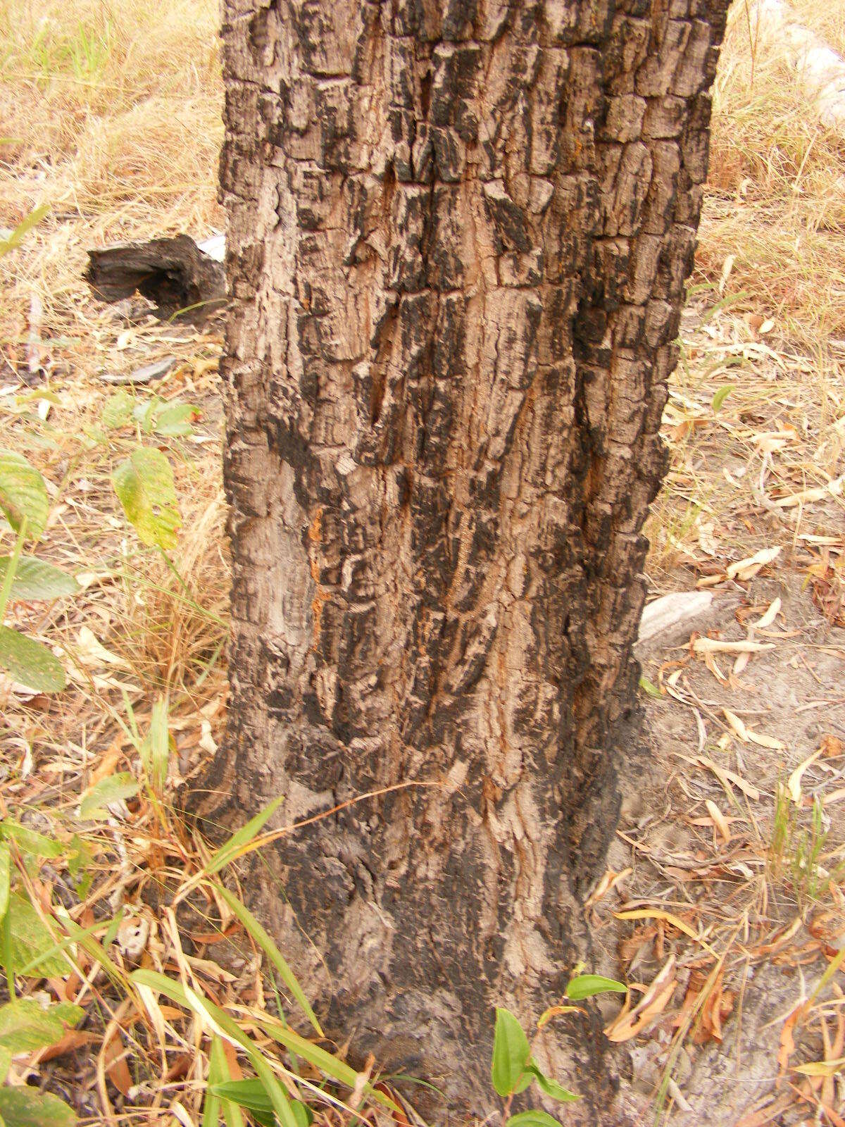 Image of Planchonella pohlmaniana (F. Muell.) Pierre ex Dubard