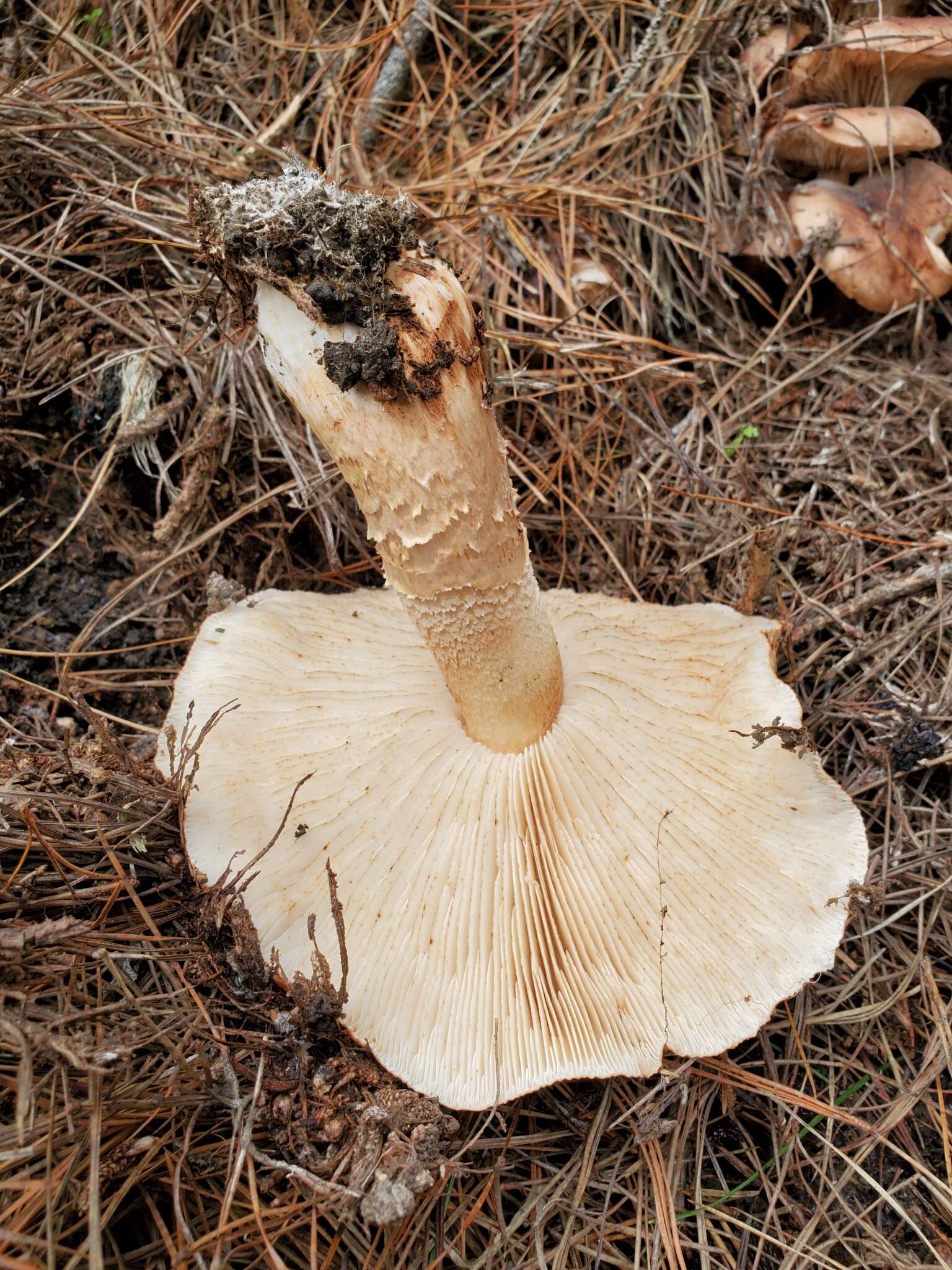 Image of Tricholoma albobrunneum (Pers.) P. Kumm. 1871