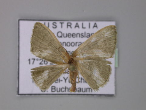 Image of <i>Symmacra solidaria ochrea</i> Warren 1897