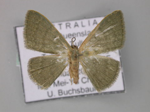 Image of <i>Symmacra solidaria ochrea</i> Warren 1897