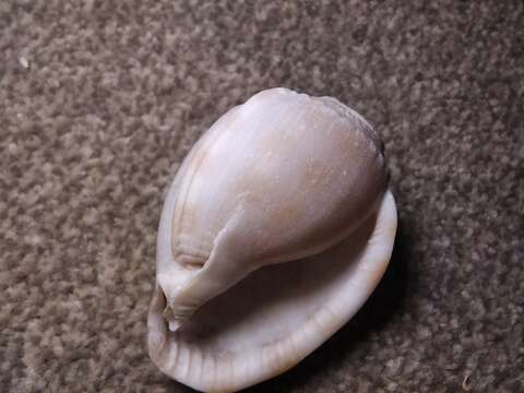 Image of Banded helmet shell