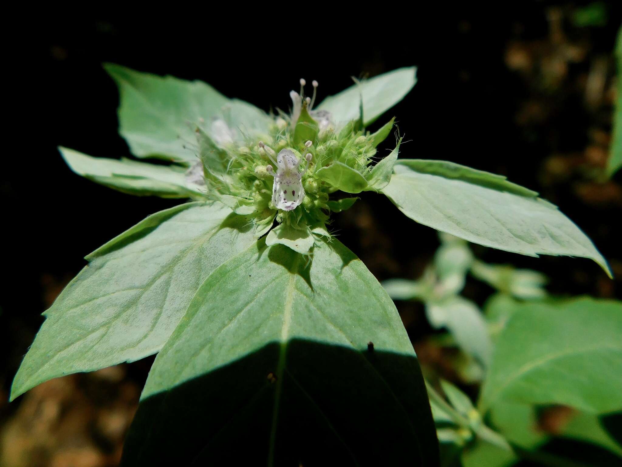 Image of thinleaf mountainmint