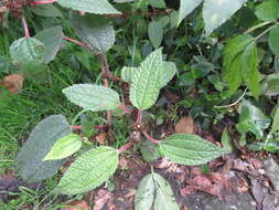 Image of ghostweed