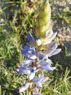 Image of narrowleaf lupine