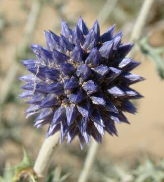 Image of Echinops albicaulis Kar. & Kir.