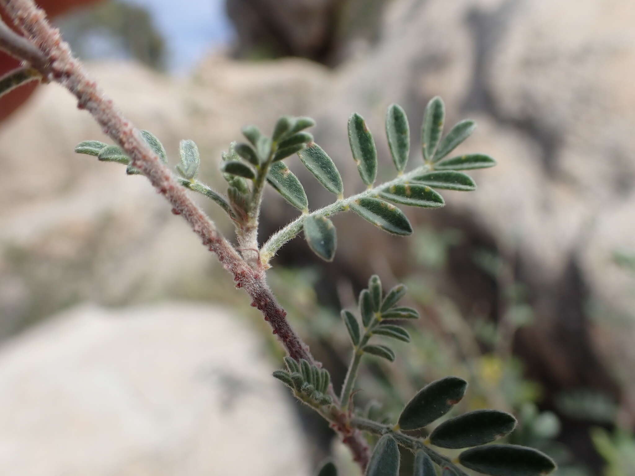 Plancia ëd Dalea bicolor var. orcuttiana Barneby