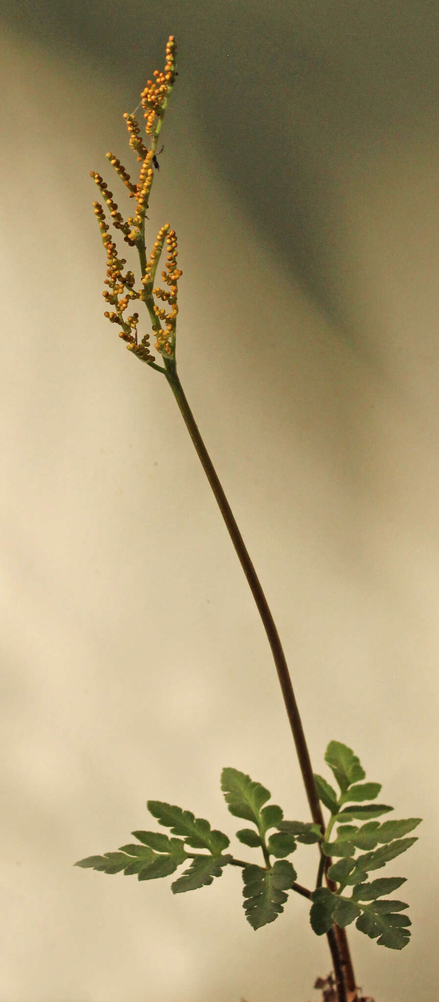 Image of bluntlobe grapefern