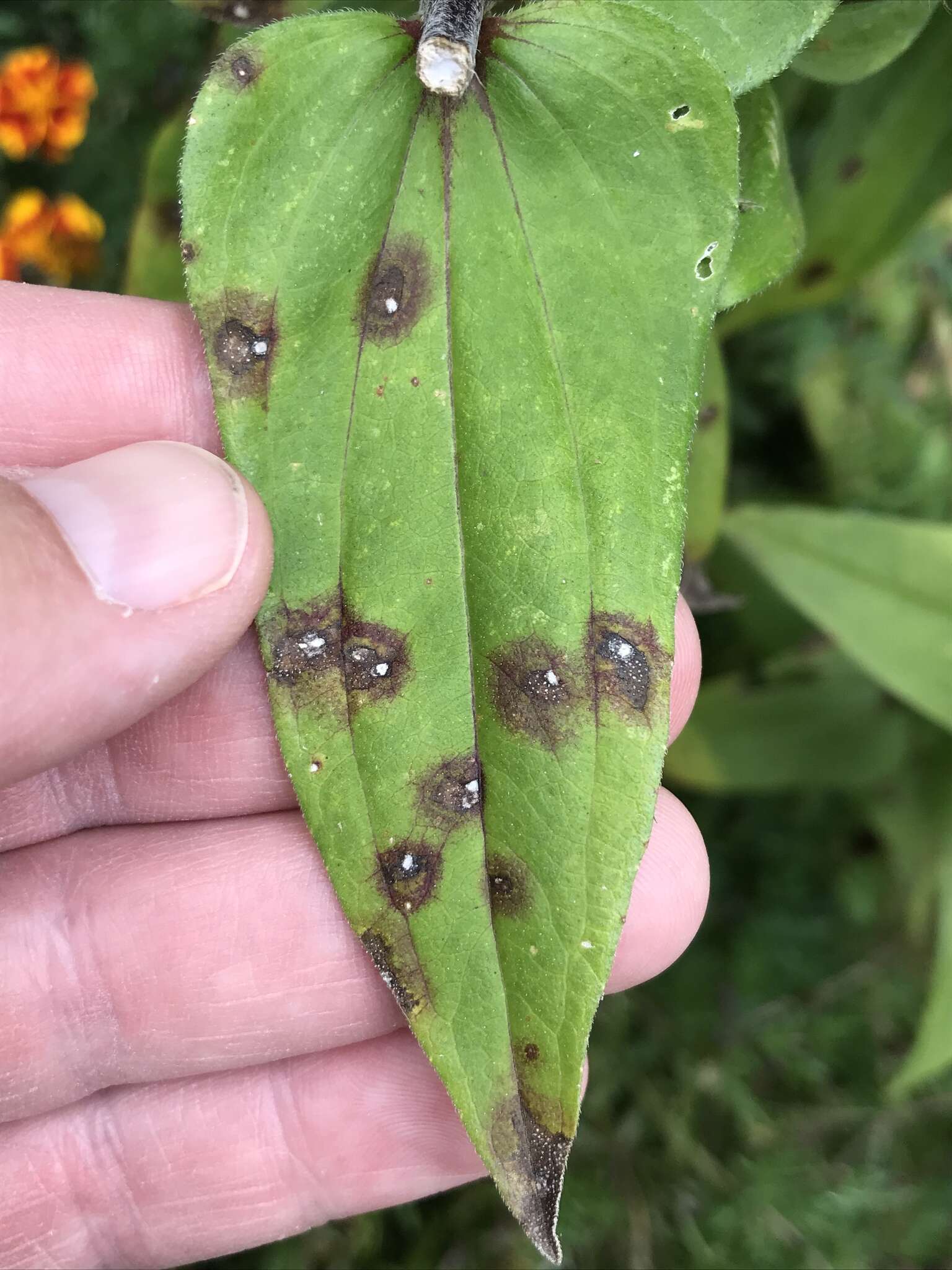 Alternaria zinniae M. B. Ellis 1972的圖片