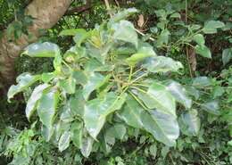 Ficus polita subsp. polita的圖片