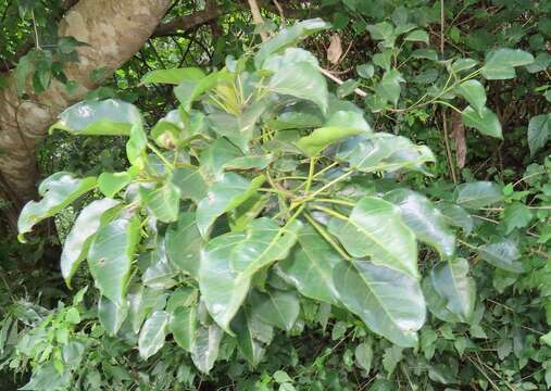 Imagem de Ficus polita subsp. polita