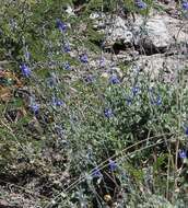 Imagem de Salvia chamaedryoides Cav.