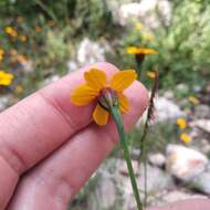 Imagem de Dyssodia tagetiflora Lag.