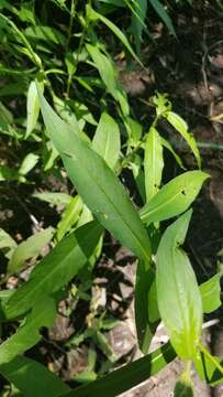 صورة Persicaria setacea (Baldw. ex Ell.) Small