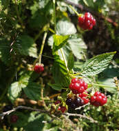 Image of Rubus scissus W. C. R. Watson