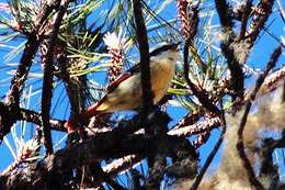 Image of Red-tailed Minla