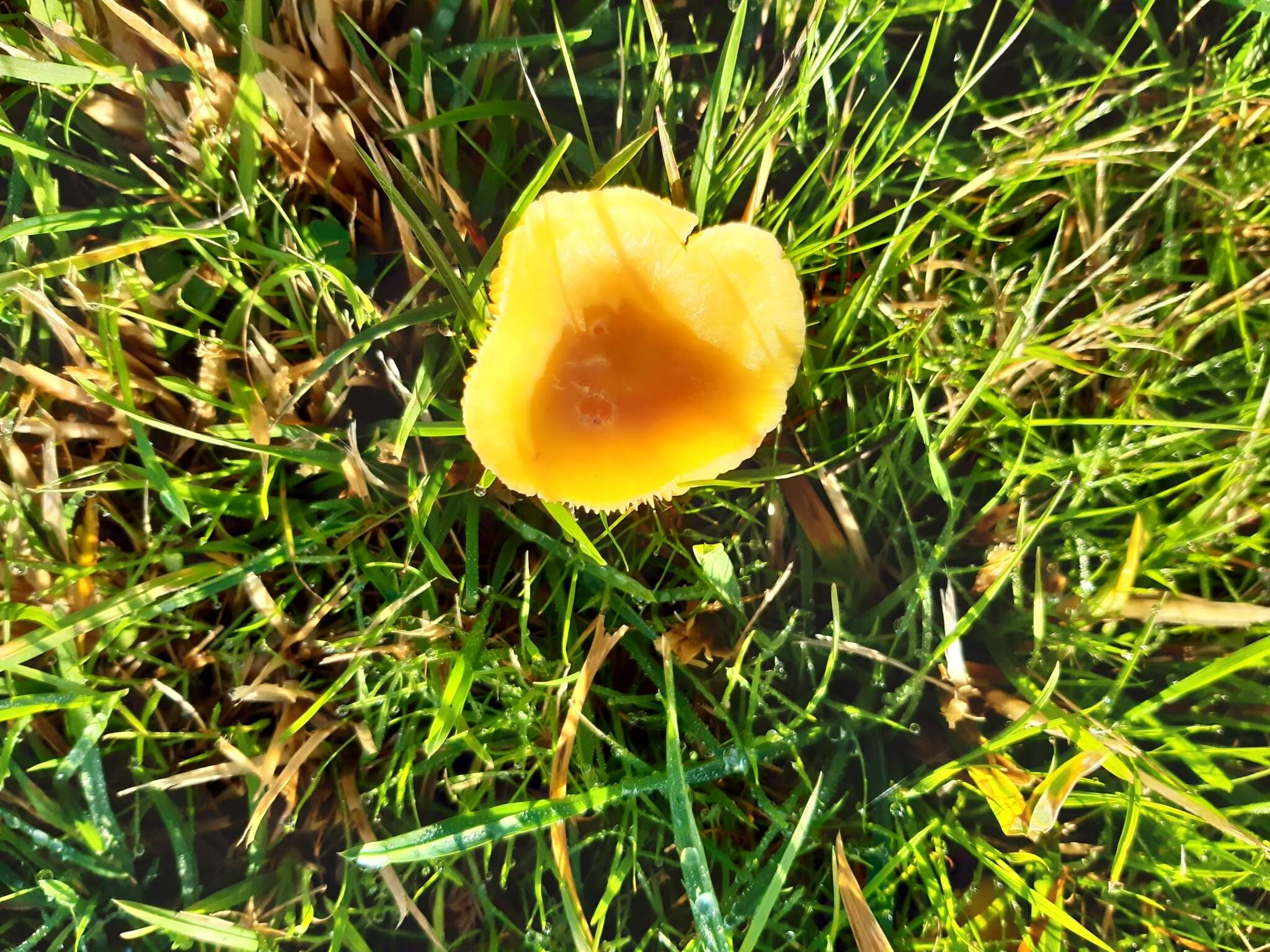 Image of Hygrocybe quieta (Kühner) Singer 1951