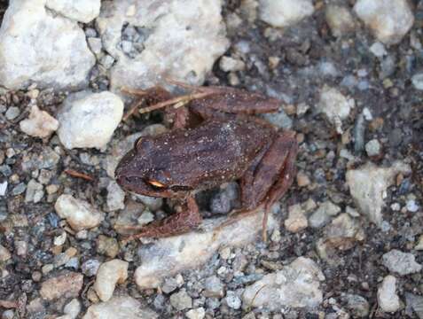 Image of Banded Wood Frog