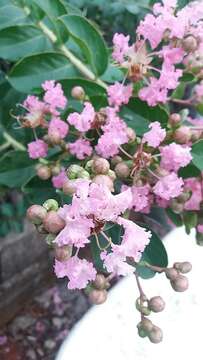 Image of Crape myrtle